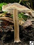 Inocybe asterospora