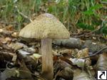 Inocybe bongardii