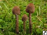 Inocybe calamistrata