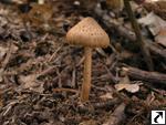 Inocybe cervicolor