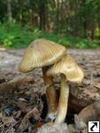 Inocybe cookei