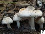 Inocybe corydalina