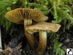 Inocybe dulcamara