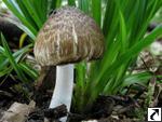 Inocybe erinaceomorpha