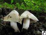 Inocybe erubescens