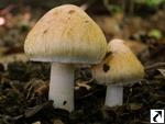 Inocybe fraudans