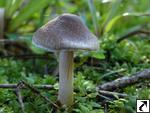 Inocybe fuscidula