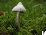 Inocybe geophylla