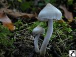 Inocybe geophylla var. lilacina