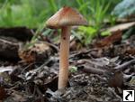 Inocybe godeyi