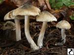 Inocybe haemacta