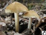 Inocybe hirtella