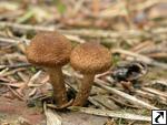 Inocybe lacera