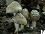 Inocybe maculata