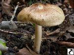 Inocybe margaritispora