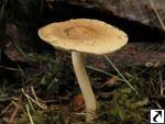 Inocybe mixtilis