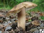 Inocybe oblectabilis