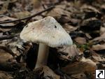 Inocybe obsoleta