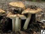 Inocybe piceae