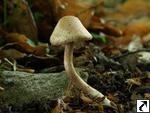 Inocybe pisciodora