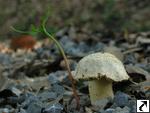 Inocybe queletii