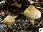 Inocybe tenebrosa