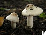 Inocybe whitei