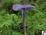 Laccaria amethystina