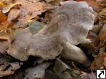 Lactarius blennius