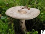 Lactarius circellatus