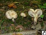 Lactarius flavidus