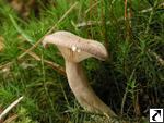 Lactarius glyciosmus