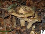 Lactarius intermedius