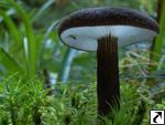 Lactarius lignyotus