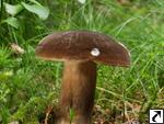 Lactarius picinus