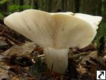 Lactarius piperatus