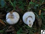 Lactarius pubescens