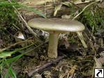 Lactarius pyrogalus