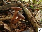 Lactarius rufus