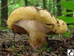 Lactarius scrobiculatus