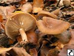 Lactarius subdulcis