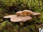 Lactarius trivialis