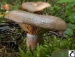 Lactarius deliciosus