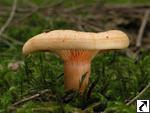 Lactarius salmonicolor