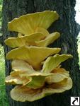 Laetiporus sulfureus