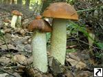 Leccinum aurantiacum