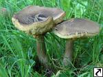 Leccinum carpini