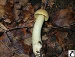 Leccinum crocipodium