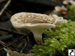 Lentinus tigrinus