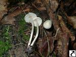 Lepiota alba